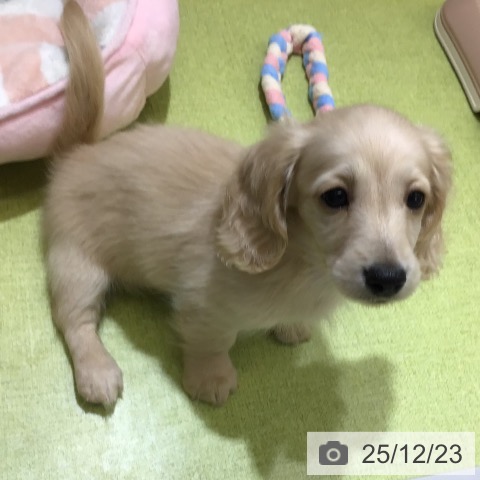 沖縄県のミニチュアダックスフンド(ロング) (ペットプラス 沖縄ライカム店/2025年10月9日生まれ/女の子/イエロー)の子犬の3枚目の画像