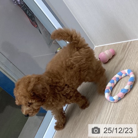 長崎県のトイプードル(トイ) (ペットプラス 長崎店/2025年10月9日生まれ/男の子/レッド)の子犬の4枚目の画像