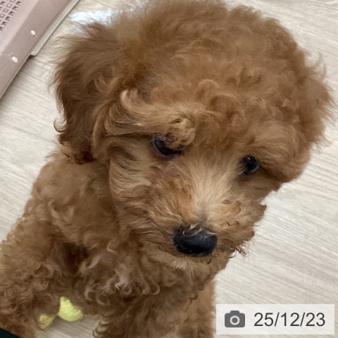 長崎県のトイプードル(トイ) (ペットプラス 長崎店/2025年10月9日生まれ/男の子/レッド)の子犬の3枚目の画像