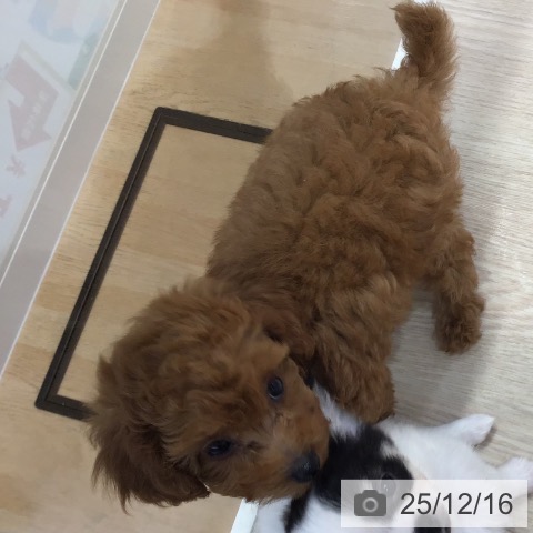 沖縄県のトイプードル(トイ) (ペットプラス 沖縄ライカム店/2025年10月9日生まれ/男の子/レッド)の子犬の4枚目の画像