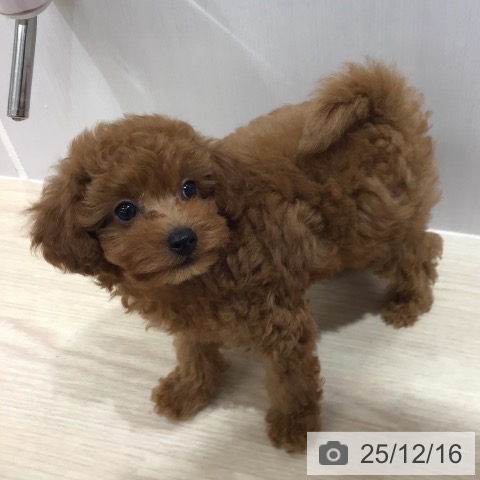 沖縄県のトイプードル(トイ) (ペットプラス 沖縄ライカム店/2025年10月9日生まれ/男の子/レッド)の子犬の3枚目の画像