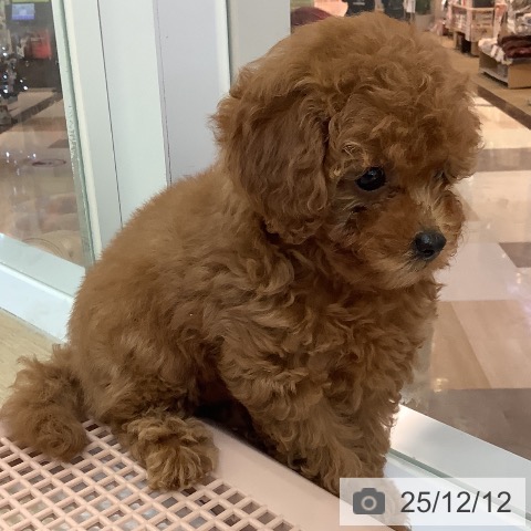 宮崎県のトイプードル(トイ) (ペットプラス 宮崎店/2025年10月9日生まれ/女の子/レッド)の子犬の3枚目の画像