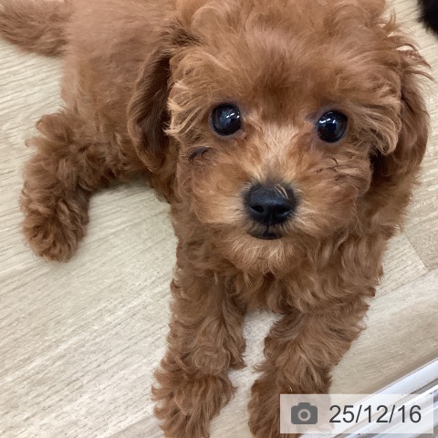 宮崎県のトイプードル(トイ) (ペットプラス 宮崎店/2025年10月9日生まれ/女の子/レッド)の子犬の4枚目の画像