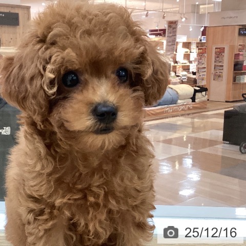 宮崎県のトイプードル(トイ) (ペットプラス 宮崎店/2025年10月9日生まれ/女の子/レッド)の子犬の3枚目の画像