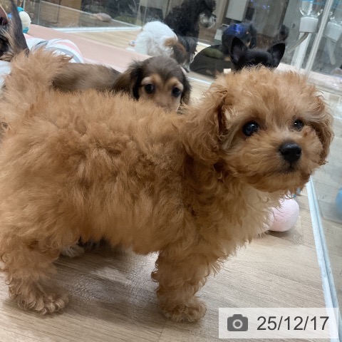 トイ・プードルの写真