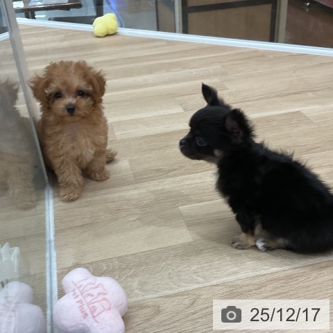 トイ・プードルの写真