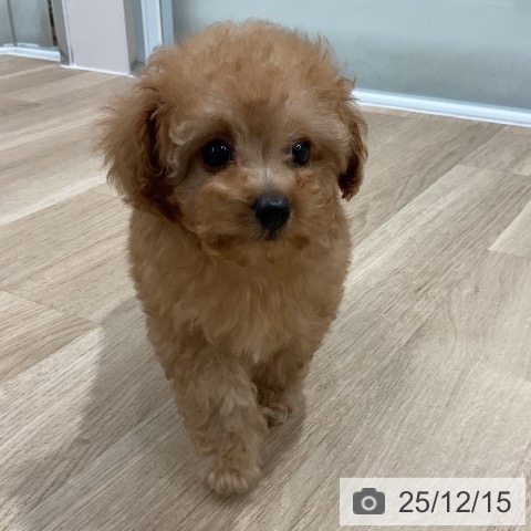 福岡県のトイプードル(トイ) (ペットプラス 八幡東店/2025年10月9日生まれ/女の子/アプリコット)の子犬の3枚目の画像