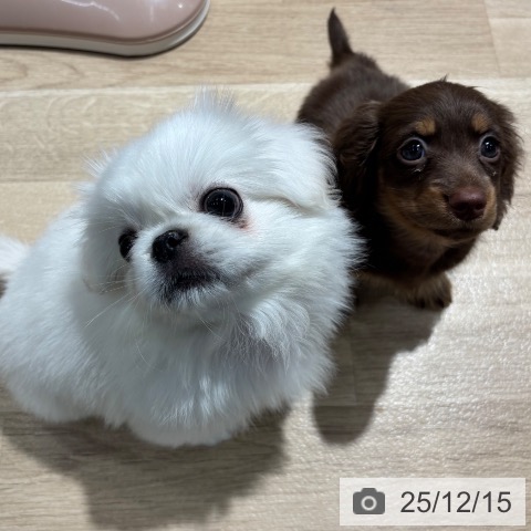 ペキニーズの写真