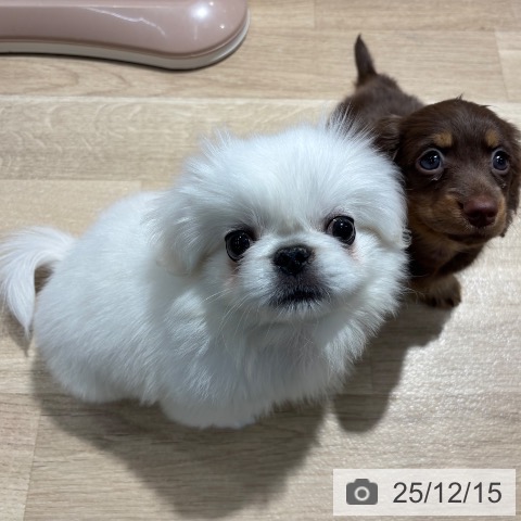 ペキニーズの写真