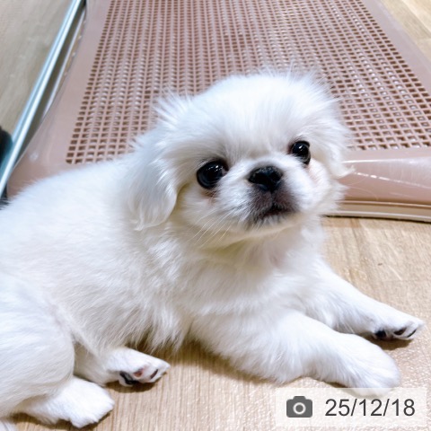 ペキニーズの写真