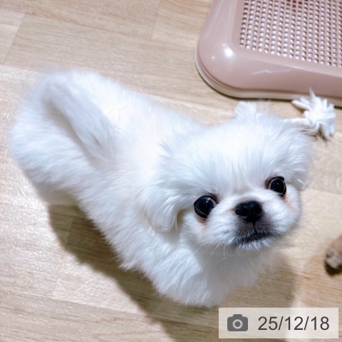ペキニーズの写真