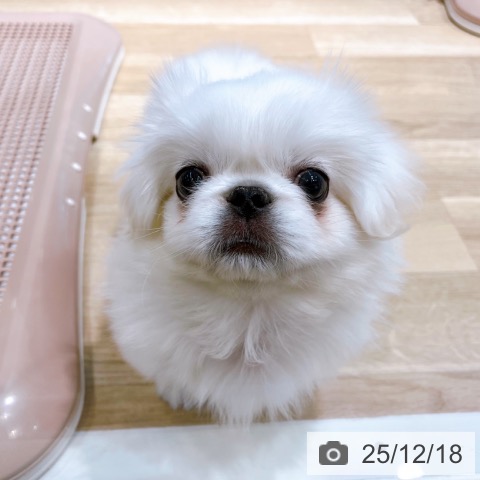 ペキニーズの写真