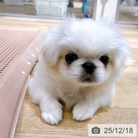 ペキニーズの写真