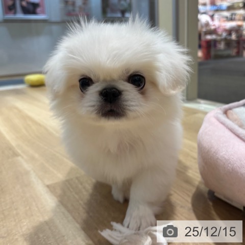 ペキニーズの写真