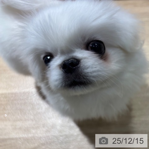 ペキニーズの写真