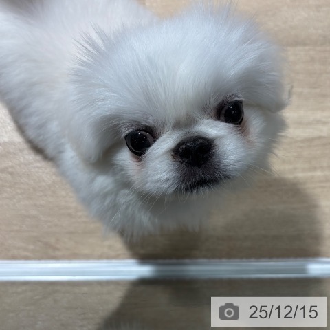 大阪府のペキニーズ (ペットプラス イオン大日店/2025年10月7日生まれ/男の子/ホワイト)の子犬の4枚目の画像