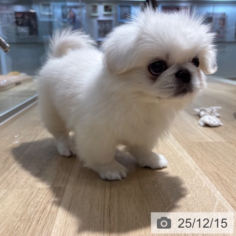 大阪府のペキニーズ (ペットプラス イオン大日店/2025年10月7日生まれ/男の子/ホワイト)の子犬の3枚目の画像