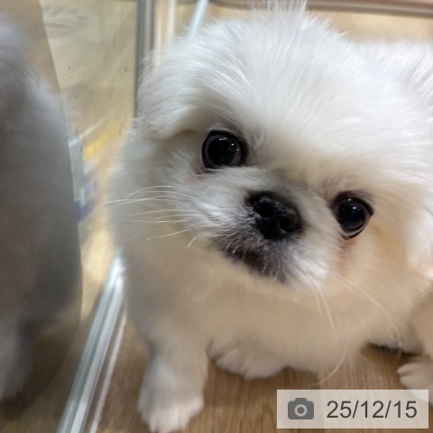 大阪府のペキニーズ (ペットプラス イオン大日店/2025年10月7日生まれ/男の子/ホワイト)の子犬の3枚目の画像