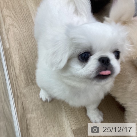 大阪府のペキニーズ (ペットプラス りんくう泉南店/2025年10月7日生まれ/男の子/ホワイト)の子犬の4枚目の画像