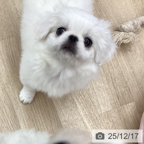 大阪府のペキニーズ (ペットプラス りんくう泉南店/2025年10月7日生まれ/男の子/ホワイト)の子犬の3枚目の画像