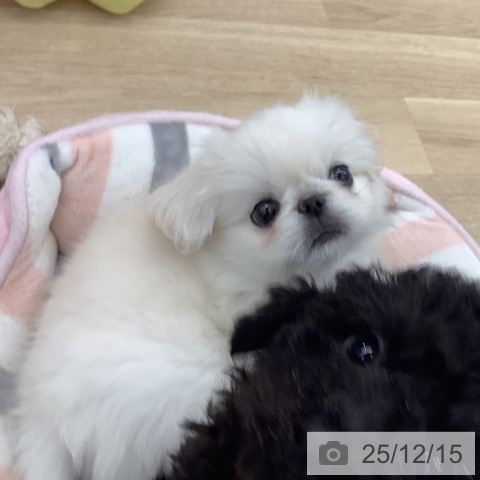 大阪府のペキニーズ (ペットプラス りんくう泉南店/2025年10月7日生まれ/女の子/ホワイト)の子犬の4枚目の画像