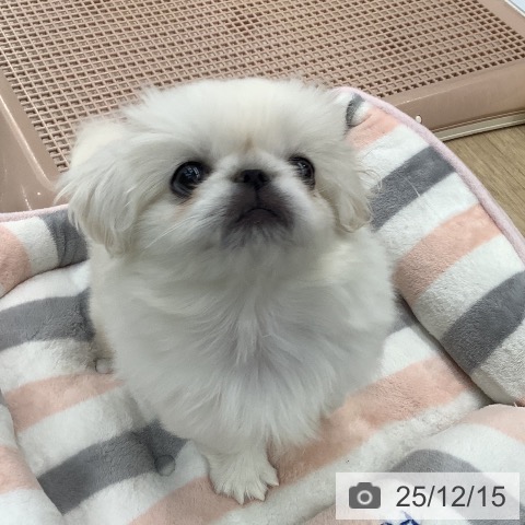 大阪府のペキニーズ (ペットプラス りんくう泉南店/2025年10月7日生まれ/女の子/ホワイト)の子犬の3枚目の画像
