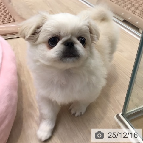 大阪府のペキニーズ (ペットプラス ららぽーと和泉店/2025年10月7日生まれ/女の子/ホワイト)の子犬の4枚目の画像