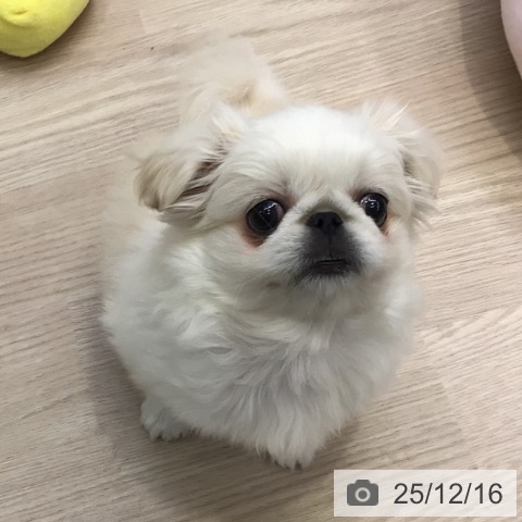 大阪府のペキニーズ (ペットプラス ららぽーと和泉店/2025年10月7日生まれ/女の子/ホワイト)の子犬の3枚目の画像