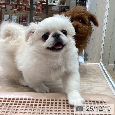 大阪府のペキニーズ (ペットプラス ららぽーと和泉店/2025年10月7日生まれ/女の子/ホワイト)の子犬の3枚目の画像