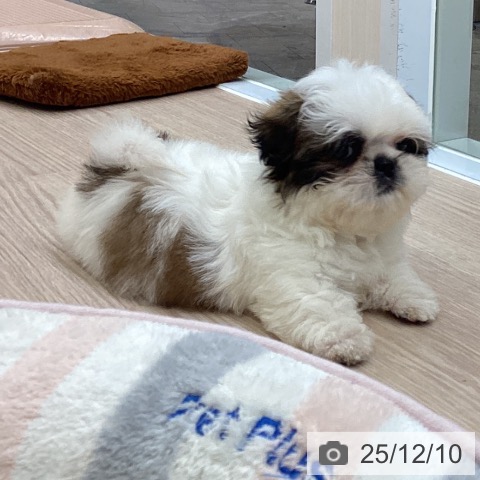 大阪府のシーズー (ペットプラス ららぽーと和泉店/2025年10月1日生まれ/男の子/ホワイトゴールド)の子犬の3枚目の画像