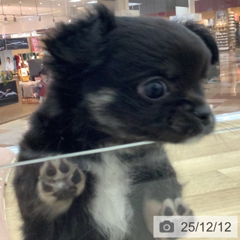 宮崎県のチワワ(ロング) (ペットプラス 宮崎店/2025年10月9日生まれ/男の子/ブラックタンホワイト)の子犬の4枚目の画像