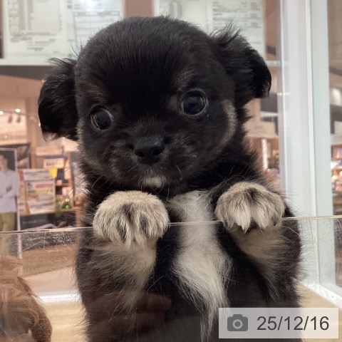 宮崎県のチワワ(ロング) (ペットプラス 宮崎店/2025年10月9日生まれ/男の子/ブラックタンホワイト)の子犬の3枚目の画像