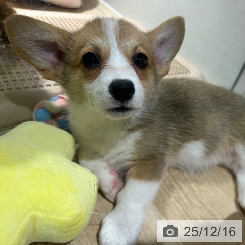 兵庫県のウェルシュコーギーペンブローク (ペットプラス 神戸三宮店/2025年10月9日生まれ/女の子/レッドホワイト)の子犬の4枚目の画像