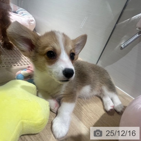 兵庫県のウェルシュコーギーペンブローク (ペットプラス 神戸三宮店/2025年10月9日生まれ/女の子/レッドホワイト)の子犬の3枚目の画像