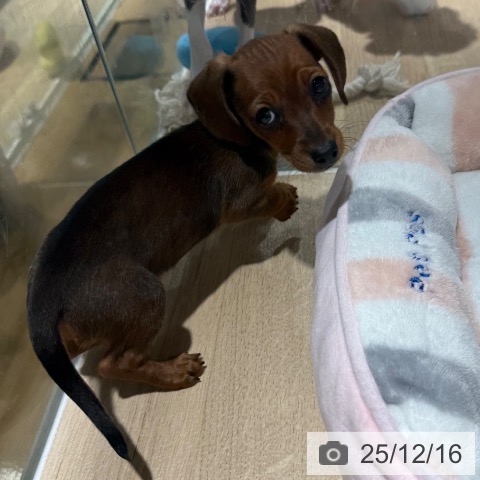 カニーンヘン・ダックスフンドの写真