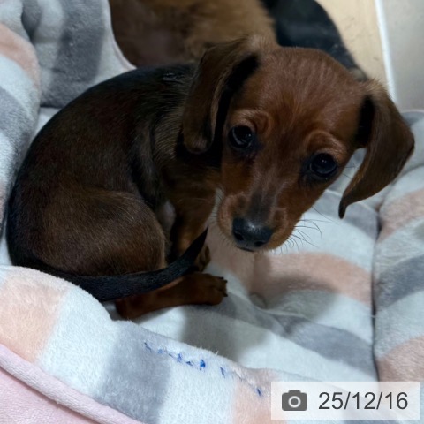 カニーンヘン・ダックスフンドの写真