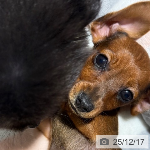 兵庫県のカニンヘンダックスフンド(ロング) (ペットプラス 神戸三宮店/2025年10月6日生まれ/女の子/レッド)の子犬の3枚目の画像