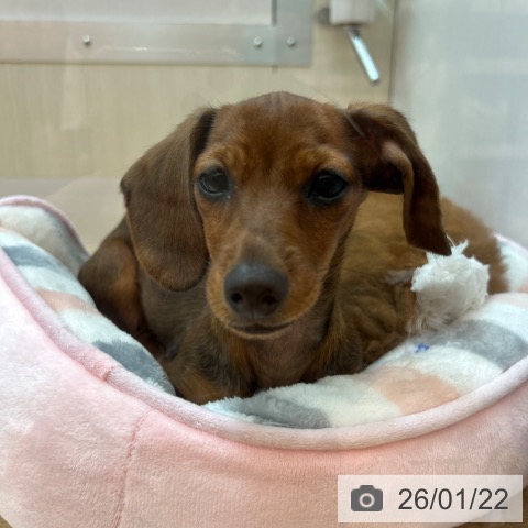 兵庫県のカニンヘンダックスフンド(ロング) (ペットプラス 姫路大津店/2025年10月6日生まれ/女の子/レッド)の子犬の3枚目の画像