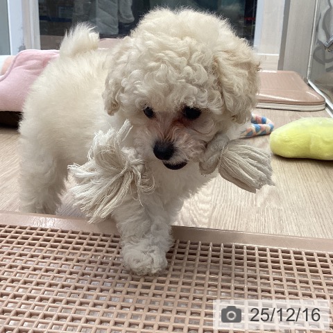 大阪府のトイプードル(トイ) (ペットプラス ららぽーと和泉店/2025年10月7日生まれ/男の子/ホワイト)の子犬の4枚目の画像