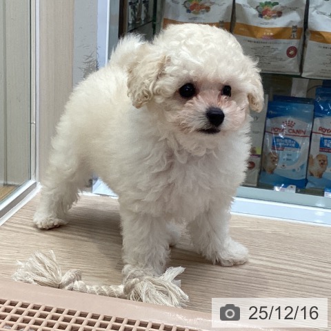 大阪府のトイプードル(トイ) (ペットプラス ららぽーと和泉店/2025年10月7日生まれ/男の子/ホワイト)の子犬の3枚目の画像