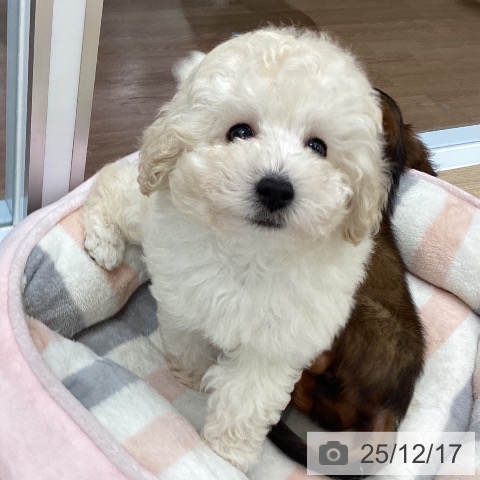 大阪府のトイプードル(トイ) (ペットプラス りんくう泉南店/2025年10月7日生まれ/男の子/ホワイト)の子犬の3枚目の画像