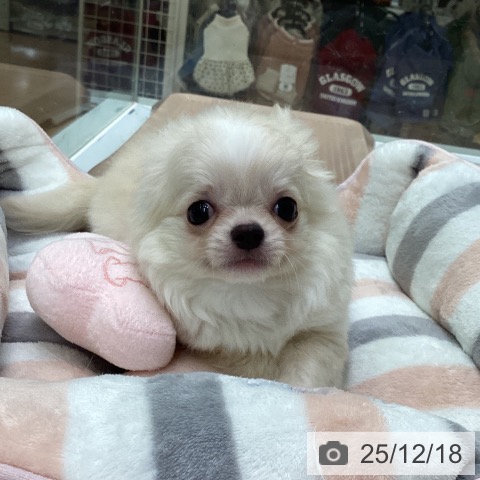 福岡県のチワワ(ロング) (ペットプラス 黒崎店/2025年10月6日生まれ/男の子/クリーム)の子犬の4枚目の画像