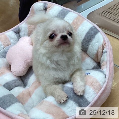 福岡県のチワワ(ロング) (ペットプラス 黒崎店/2025年10月6日生まれ/男の子/クリーム)の子犬の3枚目の画像