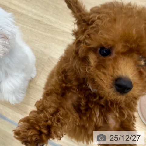 トイ・プードルの写真