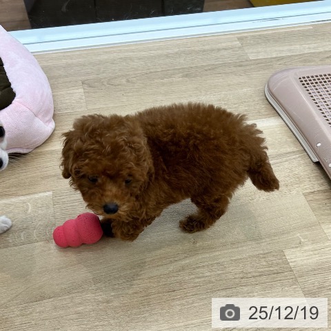 トイ・プードルの写真