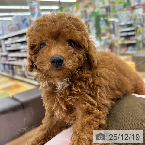 大阪府のトイプードル(トイ) (ペットプラス 松原店/2025年10月8日生まれ/女の子/レッド)の子犬の4枚目の画像