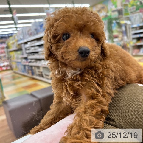 大阪府のトイプードル(トイ) (ペットプラス 松原店/2025年10月8日生まれ/女の子/レッド)の子犬の3枚目の画像