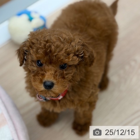 京都府のトイプードル(トイ) (ペットプラス 京都桂川店/2025年10月8日生まれ/女の子/レッド)の子犬の4枚目の画像