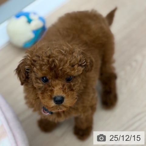 京都府のトイプードル(トイ) (ペットプラス 京都桂川店/2025年10月8日生まれ/女の子/レッド)の子犬の3枚目の画像