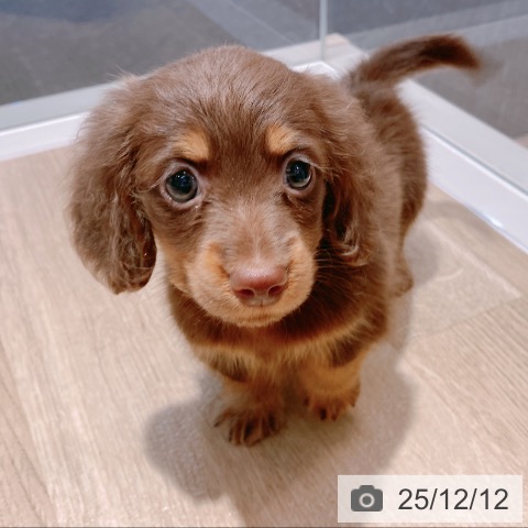 ミニチュア・ダックスフンドの写真